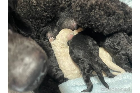 成約済の千葉県のスタンダードプードル-314670の24枚目